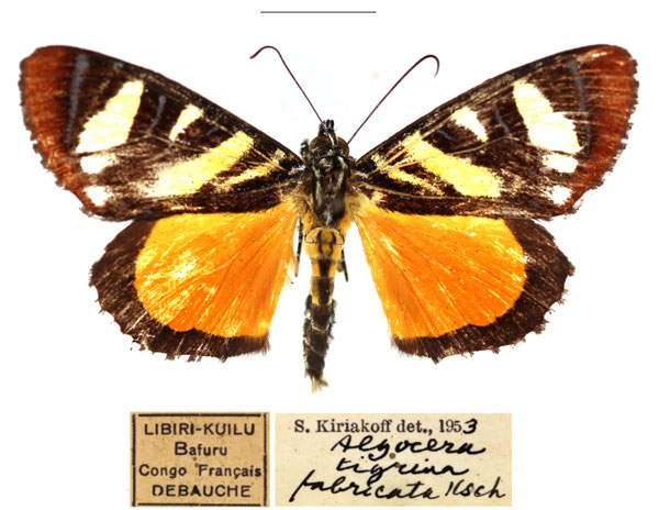 /filer/webapps/moths/media/images/F/fabricata_Aegocera_AM_RBINS.jpg