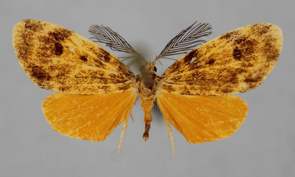 /filer/webapps/moths/media/images/F/fadella_Microhyle_A_BMNH.jpg