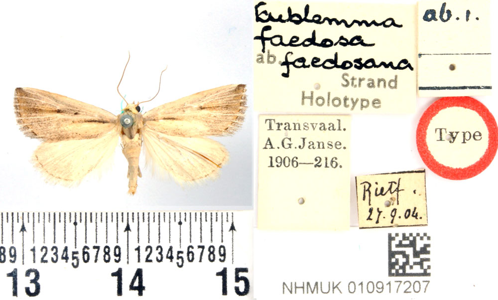 /filer/webapps/moths/media/images/F/faedosana_Eublemma_HT_BMNH.jpg