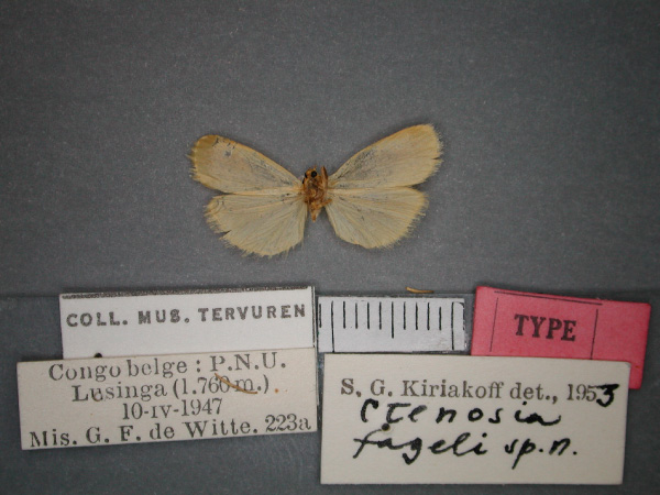 /filer/webapps/moths/media/images/F/fageli_Pusiola_HT_RMCA_02.jpg
