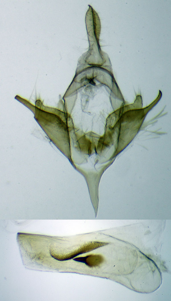 /filer/webapps/moths/media/images/F/fako_Metarctia_HTGM_ZSM.jpg