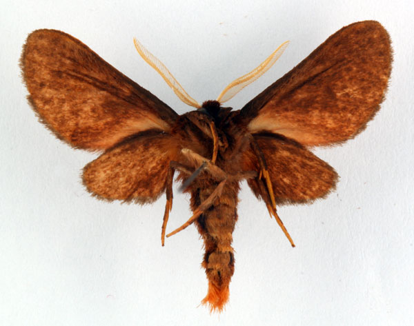 /filer/webapps/moths/media/images/F/fako_Metarctia_HT_ZSM_02.jpg