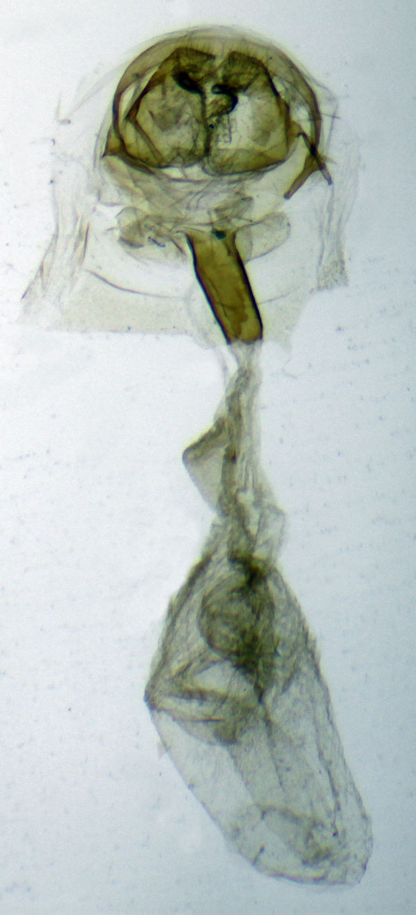 /filer/webapps/moths/media/images/F/fako_Metarctia_PTGF_ZSM.jpg