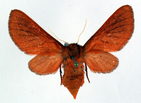/filer/webapps/moths/media/images/F/fako_Metarctia_PT_ZSM_01.jpg