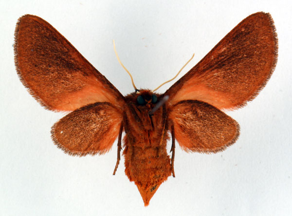 /filer/webapps/moths/media/images/F/fako_Metarctia_PT_ZSM_02.jpg