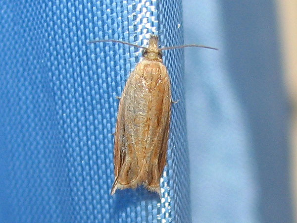 /filer/webapps/moths/media/images/F/falcata_Ancylis_A_Goff.jpg