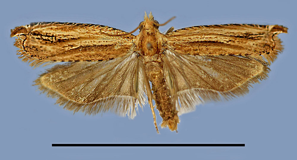 /filer/webapps/moths/media/images/F/falcata_Dasodis_HT_MRSN.jpg