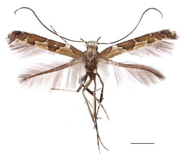 /filer/webapps/moths/media/images/F/falcata_Dialectica_HT_RBINS.jpg