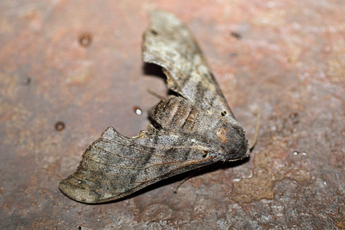 /filer/webapps/moths/media/images/F/falcata_Falcatula_A_Voaden_01.jpg