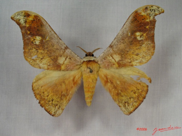 /filer/webapps/moths/media/images/F/falcata_Goodia_A_Alberta_01.jpg