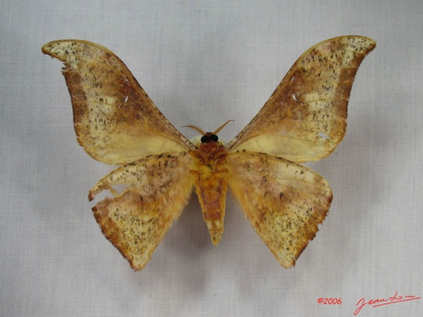 /filer/webapps/moths/media/images/F/falcata_Goodia_A_Albertb_01.jpg