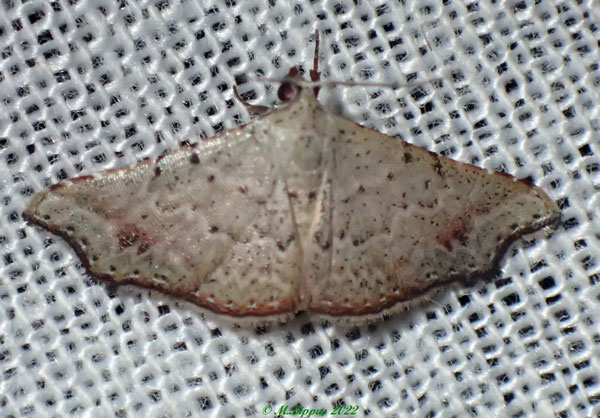 /filer/webapps/moths/media/images/F/falcata_Hypersophtha_A_Bippus.jpg