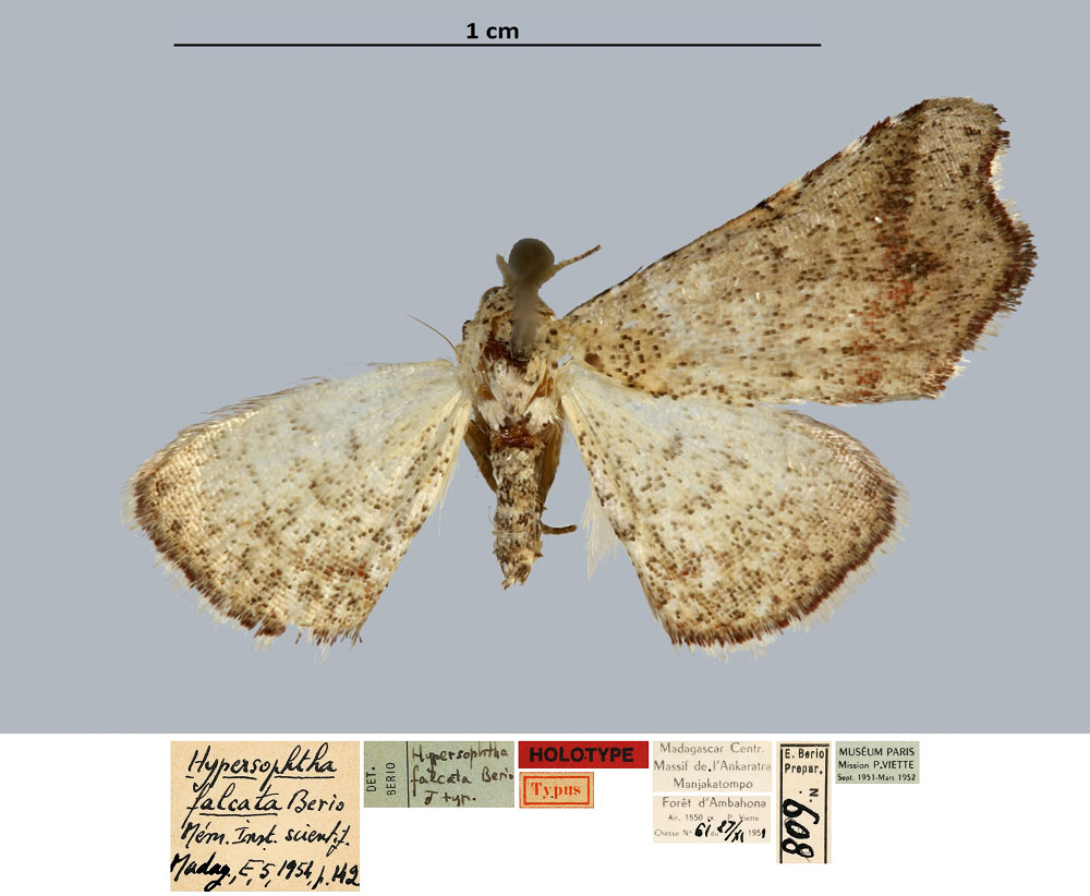 /filer/webapps/moths/media/images/F/falcata_Hypersophtha_HT_MNHN.jpg