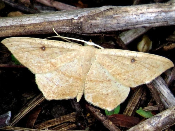 /filer/webapps/moths/media/images/F/falcata_Traminda_A_Braun.jpeg