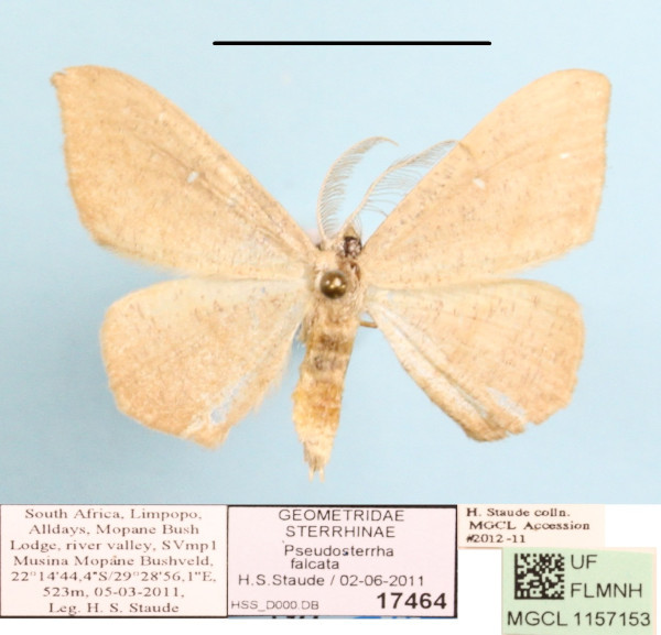 /filer/webapps/moths/media/images/F/falcata_Traminda_A_MGCL_01.jpeg
