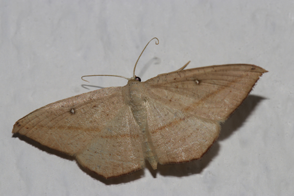 /filer/webapps/moths/media/images/F/falcata_Traminda_A_Roland_01.jpg