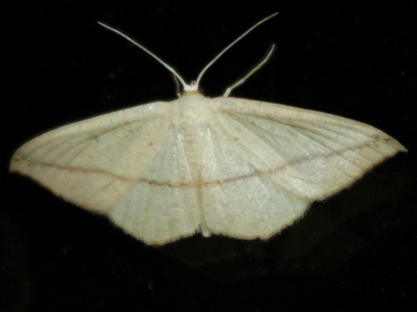 /filer/webapps/moths/media/images/F/falcata_Traminda_A_Sydes.jpeg