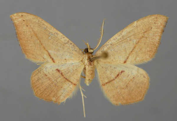 /filer/webapps/moths/media/images/F/falcata_Traminda_A_ZSM_01.jpg