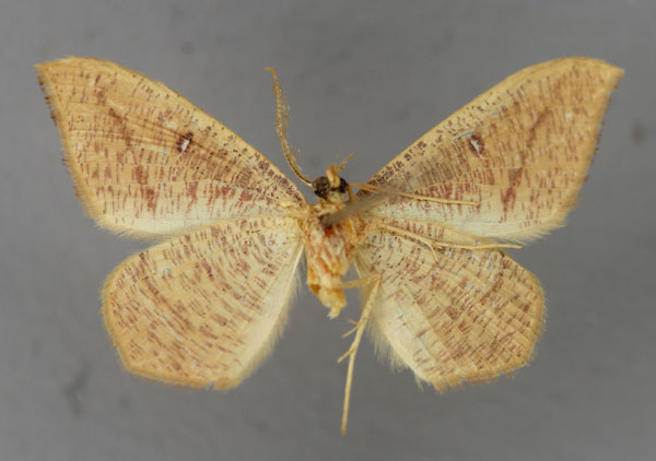 /filer/webapps/moths/media/images/F/falcata_Traminda_A_ZSM_02.jpg