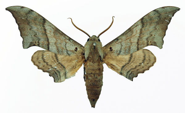 /filer/webapps/moths/media/images/F/falcatus_Falcatula_AF_Basquin.jpg