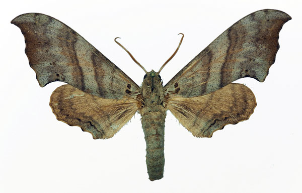 /filer/webapps/moths/media/images/F/falcatus_Falcatula_AM_Basquin.jpg