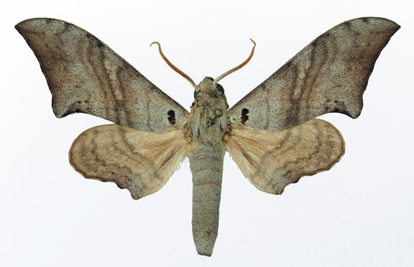 /filer/webapps/moths/media/images/F/falcatus_Falcatula_AM_Basquin_02.jpg