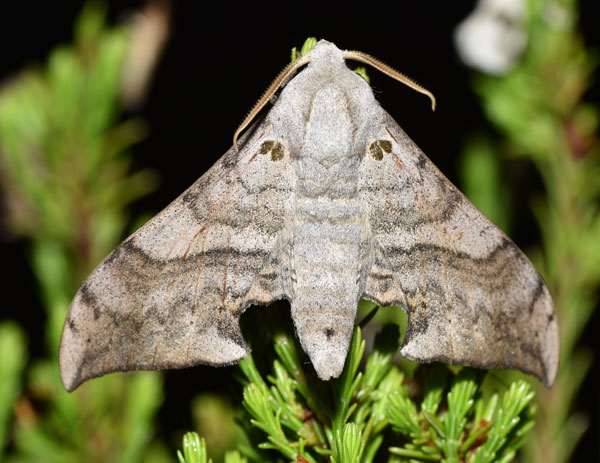 /filer/webapps/moths/media/images/F/falcatus_Falcatula_AM_Schmit.jpg