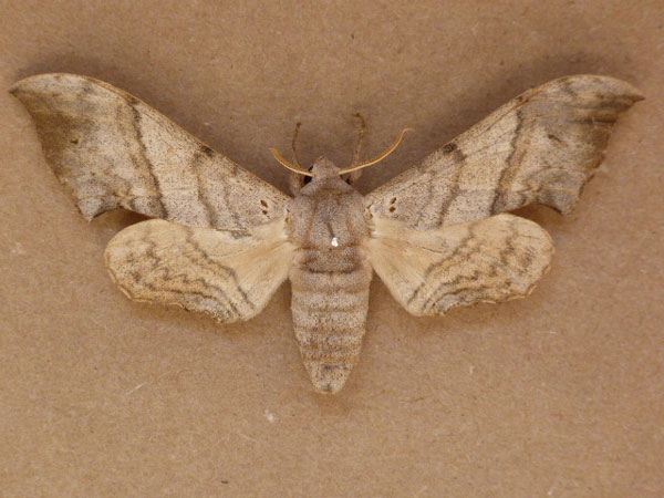 /filer/webapps/moths/media/images/F/falcatus_Falcatula_A_Butler.jpg