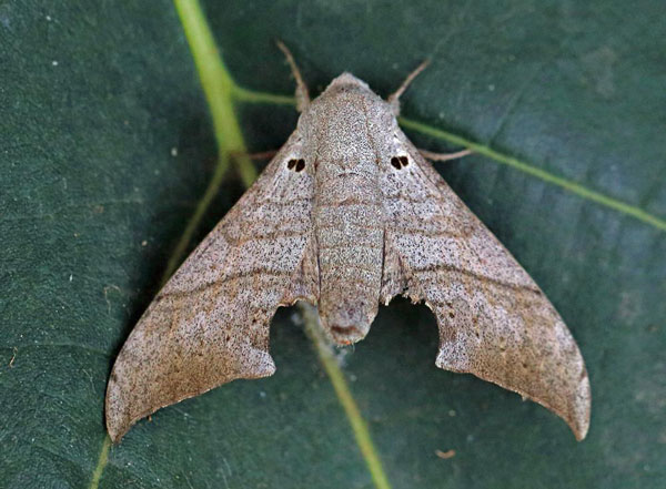 /filer/webapps/moths/media/images/F/falcatus_Falcatula_A_Voaden.jpg