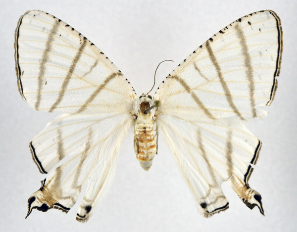 /filer/webapps/moths/media/images/F/falcifera_Urapteritra_AF_NHMO.jpg