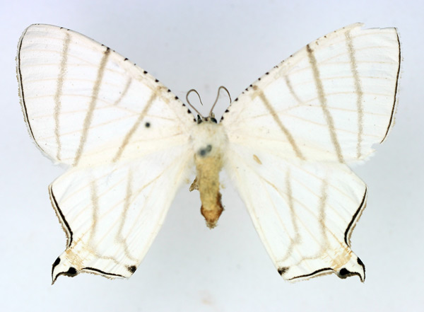/filer/webapps/moths/media/images/F/falcifera_Urapteritra_AF_TMSA.jpg