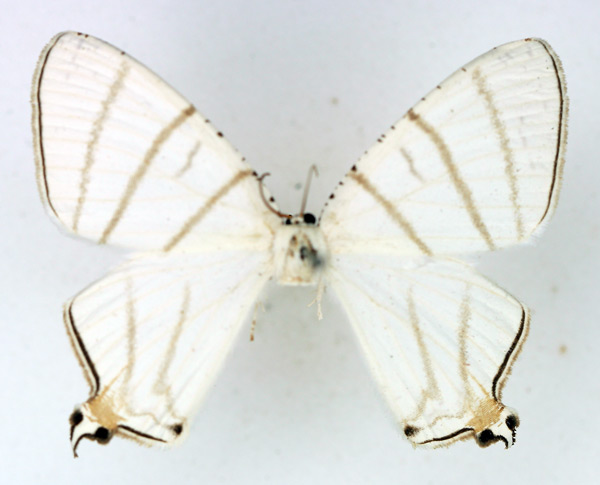 /filer/webapps/moths/media/images/F/falcifera_Urapteritra_AM_TMSA.jpg