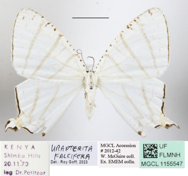 /filer/webapps/moths/media/images/F/falcifera_Urapteritra_A_MGCLa_01.JPG
