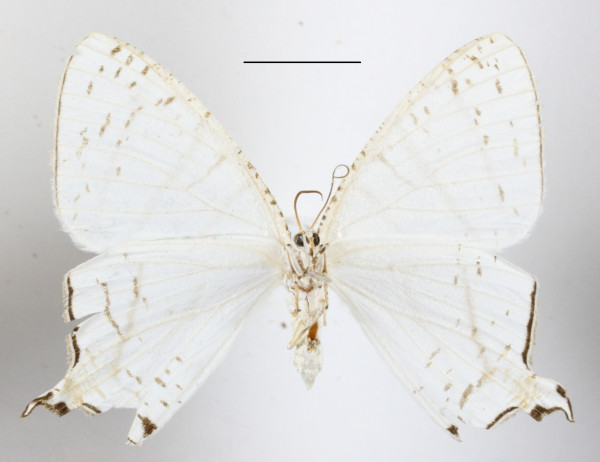 /filer/webapps/moths/media/images/F/falcifera_Urapteritra_A_MGCLb_01.JPG