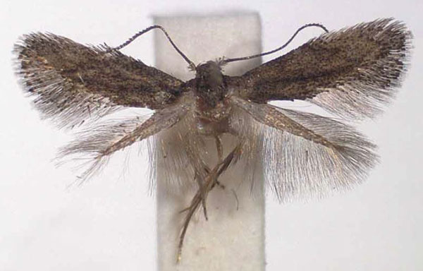 /filer/webapps/moths/media/images/F/falciferella_Perittia_PTF_RMCA.jpg