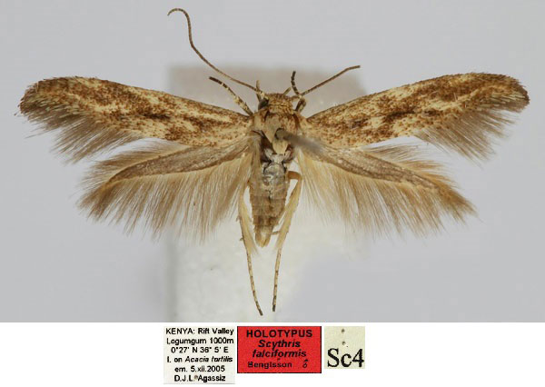 /filer/webapps/moths/media/images/F/falciformis_Scythris_HT_NMK_RcEFJcs.jpg