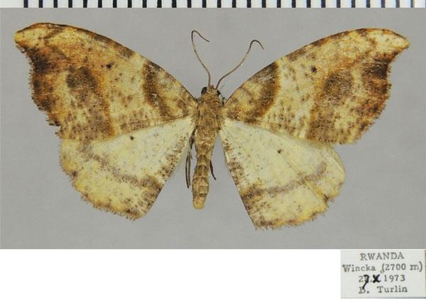 /filer/webapps/moths/media/images/F/falcula_Milocera_AF_ZSMa.jpg