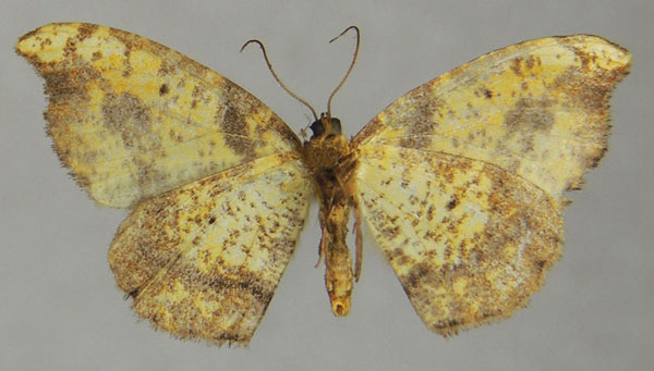 /filer/webapps/moths/media/images/F/falcula_Milocera_AF_ZSMb.jpg