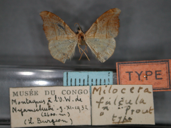 /filer/webapps/moths/media/images/F/falcula_Milocera_HT_RMCA_01.jpg