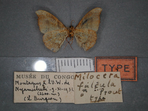 /filer/webapps/moths/media/images/F/falcula_Milocera_HT_RMCA_02.jpg