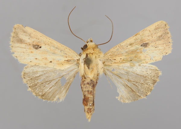 /filer/webapps/moths/media/images/F/fallaciosa_Aletia_A_RMCA_01.jpg