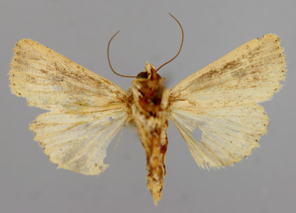 /filer/webapps/moths/media/images/F/fallaciosa_Aletia_A_RMCA_02.jpg