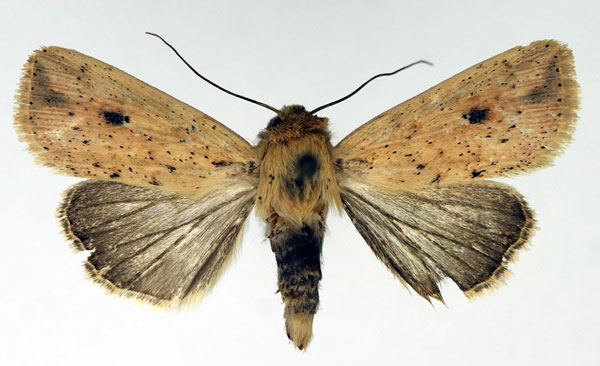 /filer/webapps/moths/media/images/F/fallaciosa_Mythimna_AF_Aulombard.jpg