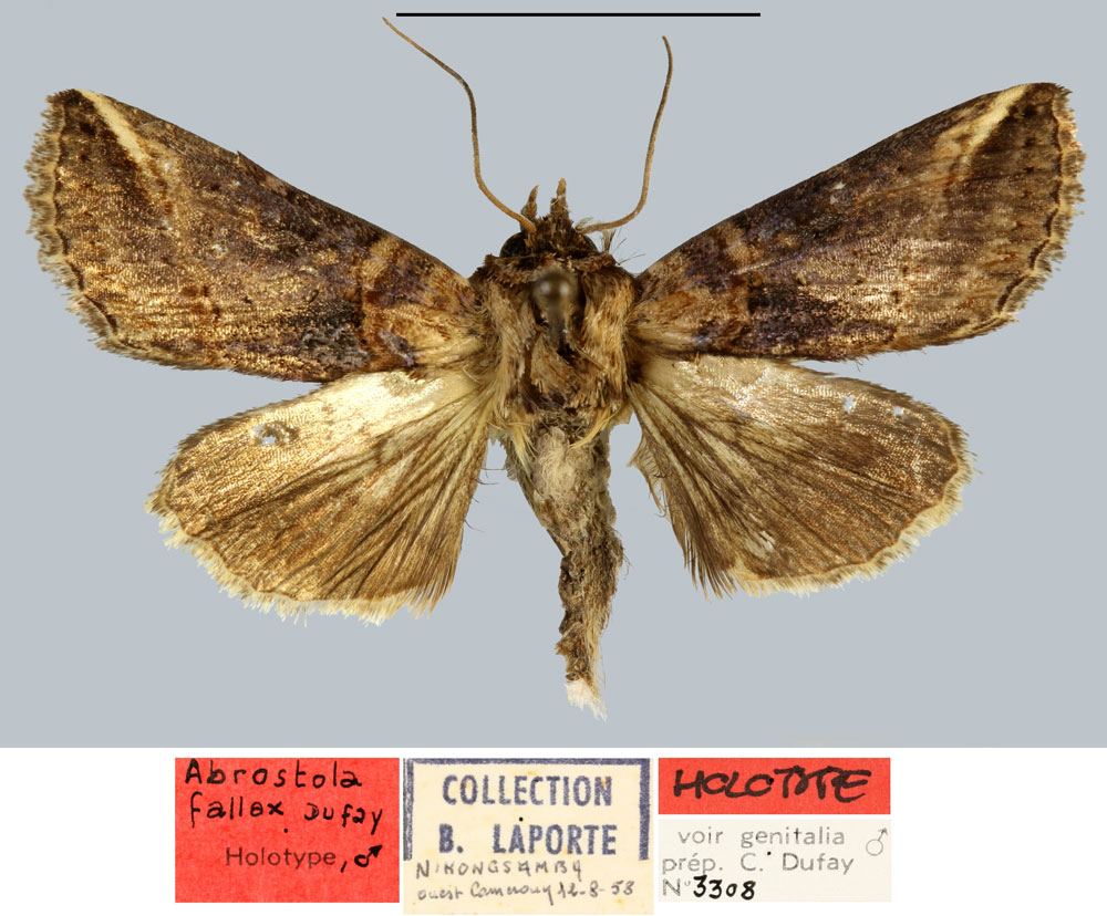 /filer/webapps/moths/media/images/F/fallax_Abrostola_HT_MNHN.jpg