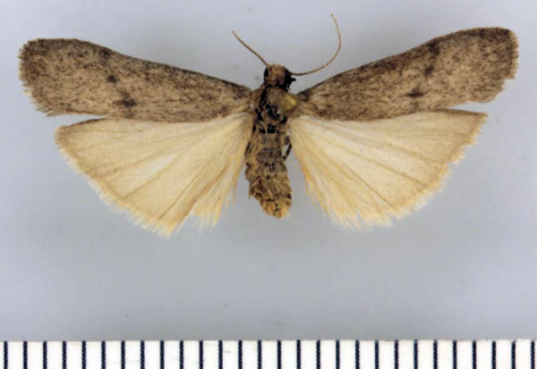/filer/webapps/moths/media/images/F/fallax_Entephrilema_HT_TMSA.jpg