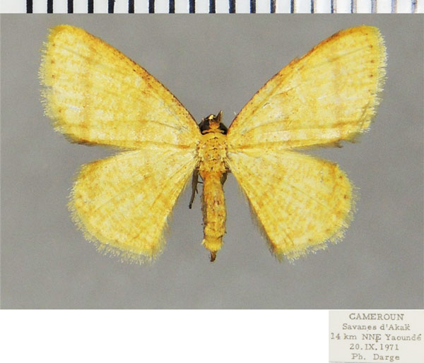 /filer/webapps/moths/media/images/F/fallax_Xenostega_AF_ZSM.jpg