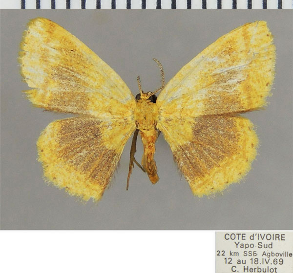 /filer/webapps/moths/media/images/F/fallax_Xenostega_AM_ZSM.jpg