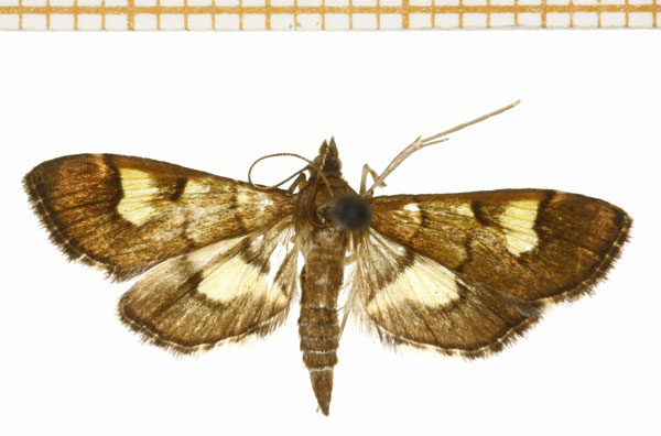 /filer/webapps/moths/media/images/F/falsidicalis_Syngamia_A_DePrins.jpg