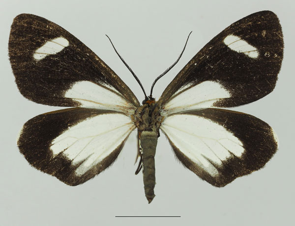 /filer/webapps/moths/media/images/F/famula_Pitthea_AF_Basquina.jpg