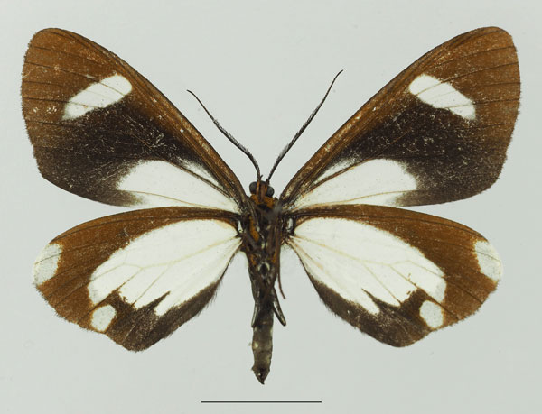 /filer/webapps/moths/media/images/F/famula_Pitthea_AF_Basquinb.jpg
